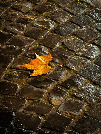 Das Foto zeigt ein einzelnes, orangefarbenes Herbstblatt, das auf einem nassen Kopfsteinpflaster liegt. Die Steine reflektieren das Licht von einer Straßenlaterne, was eine warme, leicht mystische Atmosphäre erzeugt. Kleine grüne Pflanzen sprießen zwischen den Fugen des Pflasters und verleihen dem Bild einen zusätzlichen Hauch von Natürlichkeit.