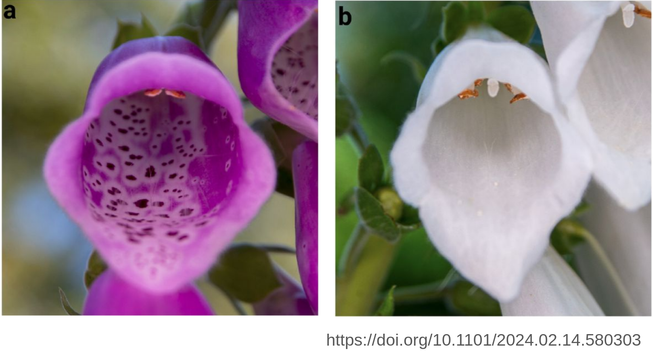 Magenta and white flowers of Digitalis purpurea. Figure reference: https://doi.org/10.1101/2024.02.14.580303
