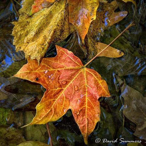 An autumn maple leaf in various shades of orange and yellow partially covered in water, with water droplets on it. Above it are more leaves, dark yellow and brown. The light is partially reflected off the water.