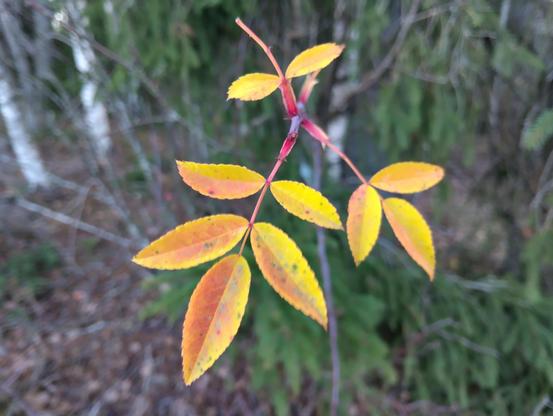 Etualalla kellanpunaisia lehtiä puun oksassa, taustalla metsää 
