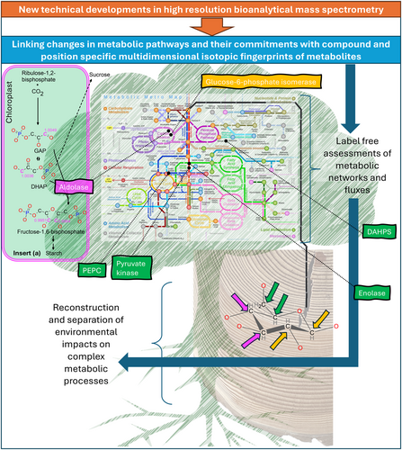 Metabolic pathways commitments affect enzymatic isotope fractionations which imprint compound and position specific isotope signatures