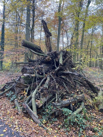 Pile of broken timber in woods