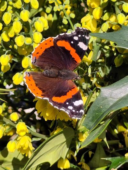Red admiral butterfly with brown and orange wings edged with spots of black and white feeding from bright yellow mahonia flowers