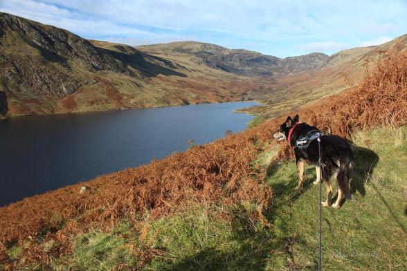 Moray the dog stood on a track above a loch, it's in a glen with green grass and brown bracken vegetation. There are hills at the head of the glen with come craggy bits. Sunny with thin clouds.