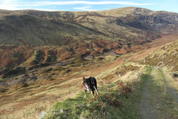Moray the dog on a hillside, it's covered with green grass and brown bracken. In the glen there is hummocky ground, probably moraines, with an interesting pattern of light and shadows. Beyond that the ground rises to hills. Blue sky with some clouds.