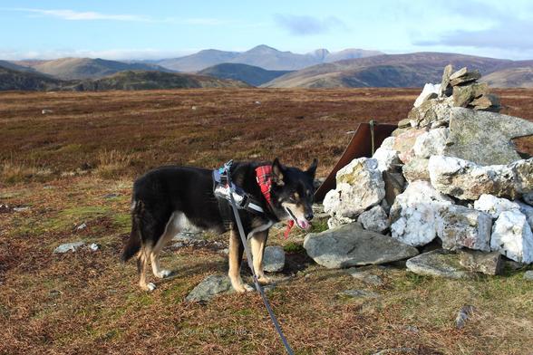 Moray the dog stood next to a small stone cairn, we're at the level summit of a hill, the ground is short vegetation, grass and heather. There are hills in the distance including the distinctive shape of Ben Lawers. Blue sky with clouds.