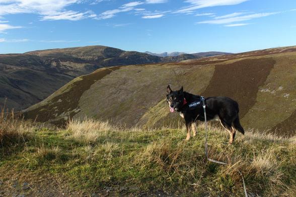 Moray the dog stood on a grassy hillside, there is a drop behind him, then beyond that, rising ground covered with heather. There are some patches of dead heather from muirburn. More hills at the back. Blue sky with clouds.