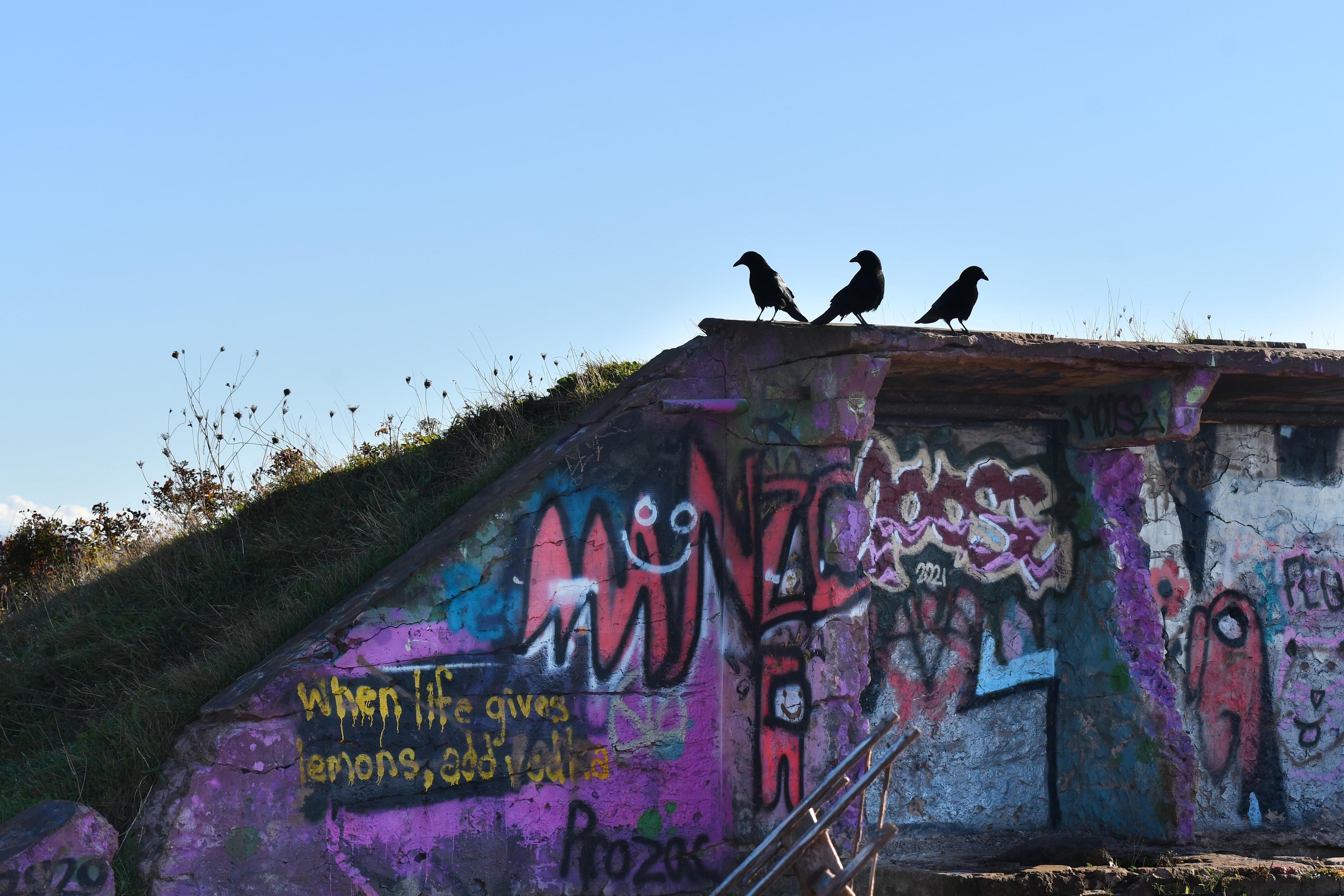 A%20grassy%20hill%20with%20the%20silhouettes%20of%20three%20crows%20standing%20on%20top%20against%20a%20clear%20blue%20sky.%20A%20concrete%20wall%20covered%20in%20colourful%20graffiti%20is%20built%20into%20the%20side%20of%20the%20hill.%20Most%20of%20the%20artwork%20is%20in%20shades%20of%20purples%20and%20reds%20and%20includes%20the%20words%20in%20yellow%2C%20%22When%20life%20gives%20you%20lemons%2C%20add%20vodka.%22