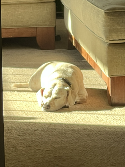Dog enjoying the sun