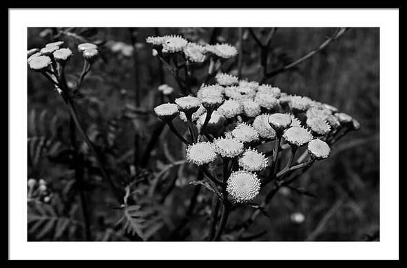 Tansy flowers black and white art