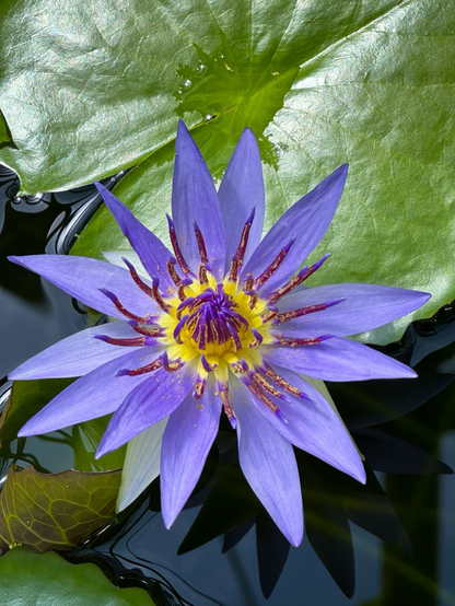 Auf dem Foto sieht man eine wunder-schöne, violettfarbene Seerose mit einem strahlend gelben Zentrum. Die Blute ist detailreich abgebildet und liegt auf einem ruhigen Wasser, das von großen grünen Blättern umgeben ist. Die glänzenden Blätter und die Spiegelung im Wasser verleihen dem Bild eine klare, lebendige Atmosphäre.