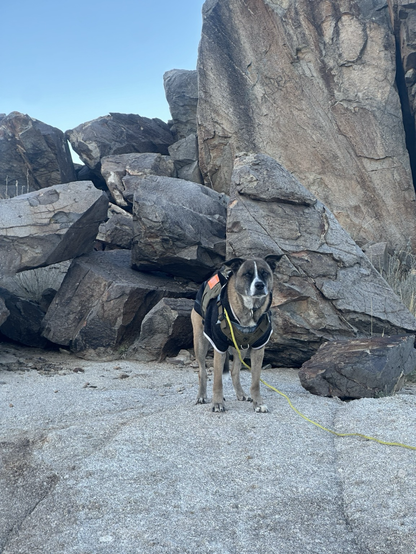 A noble-looking medium-sized dog, possibly shepherd mix, wears a sweater and harness while standing on rock formations in a desert landscape. 