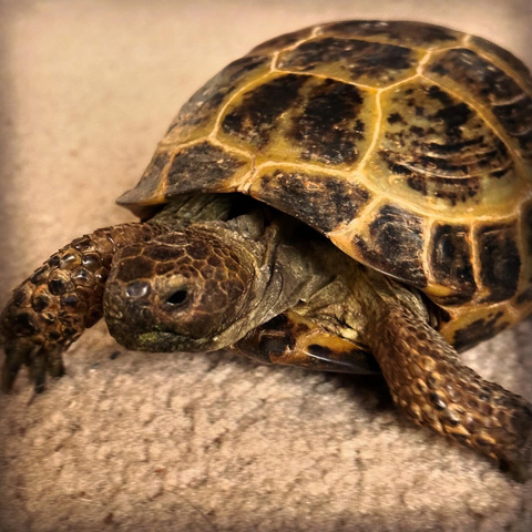 Russian tortoise on carpet
