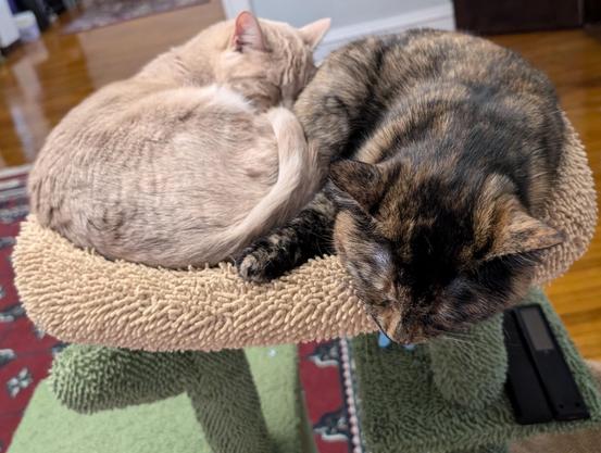 Soot, a tortie, and Shine, a champagne colored tabby, sleeping in a ying yang position on top of a cat tree together