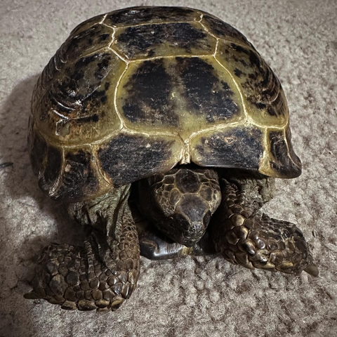 Russian tortoise with his head tucked into his shell 