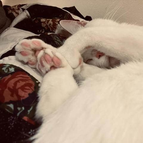 a cute white cat sleeps; we see her pink nose and half her face underneath her front leg; we also see many pink toes