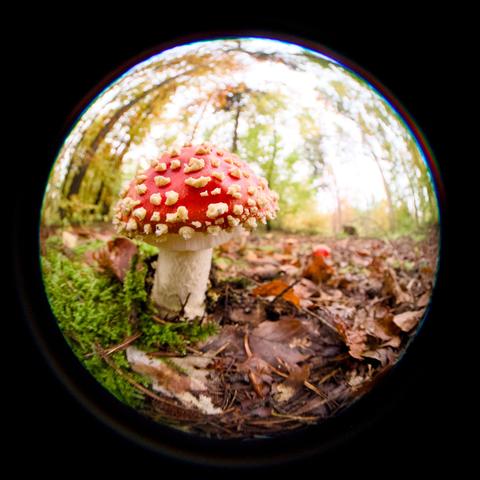 A fly agaric growing on a fall-foliaged forest's floor among mosses, photographed with a fisheye lens and thus somewhat distorted.