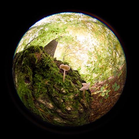 A small mushroom growing at the base of a tree, tree extending upwards into "infinity" thanks to the fisheye lens.