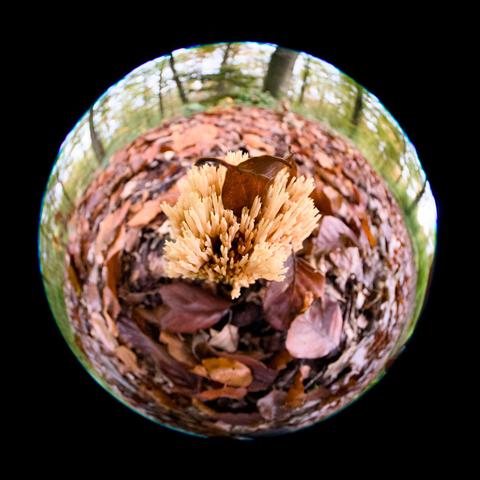 A spikey mushroom on the leaf-litter-covered forest floor.