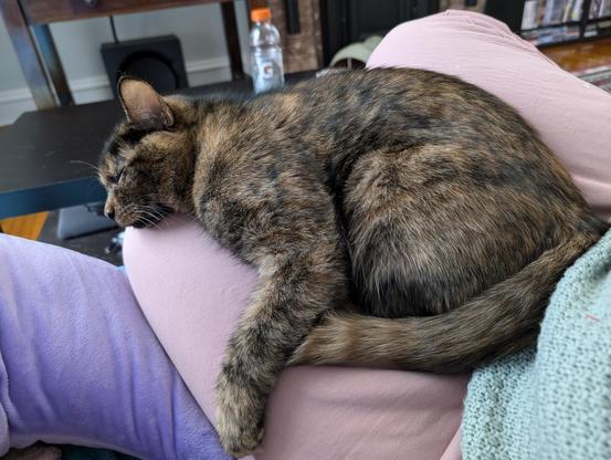 Soot, sleeping in a bizarre configuration on my legs