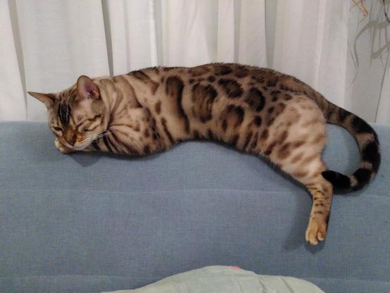 Eine Schneebengalkatze liegt verschlafen über die Lehne eines türkisen Sofas und lässt das Hinterbein runter hängen. 