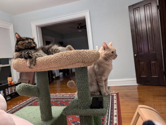 Two cats, soot and Shine, looking ponderously to the right of the shot