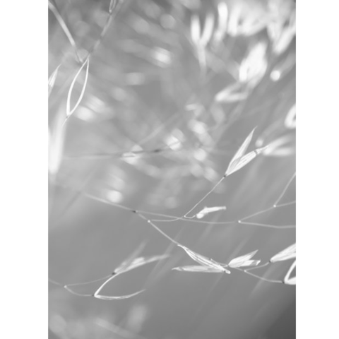Abstract photo of grasses, by Lisa Kalloo