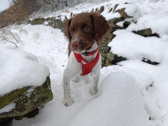 A springer spaniel puppy (brown head and ears, white body; wearing a red harness) stands in a snowy field. Visible (though snow topped) stone walls suggest she's standing on a stone stile/passing point. She is looking off to the side, rather than at the camera because her other human is calling her name.