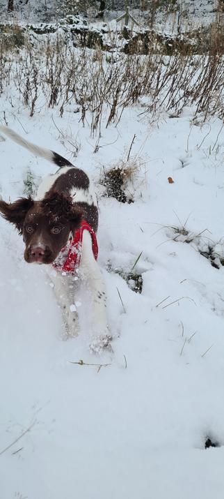 The same dog from the previous picture in another part of a snowy field. The field is sloped and she's running down hill towards the photographer and her body is alive with motion - her ears are bouncing and her tail is steering.