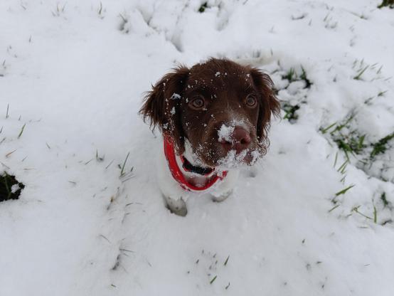 The same pup again, now sitting calmly with snow all over her adorable little face.