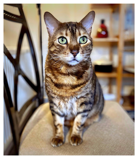 This is a colour photo of my bengal cat Neko sitting on a kitchen chair just patiently waiting for food without begging. His green eyes are hypnotic and oh so adorable.