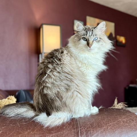 Lily, a fluffy seal lynxpoint and white cat, sits on the arm of a brown leather sofa staring at the camera with beautiful blue eyes. The wall behind her is painted maroon, with a lamp and landscape artwork. 
