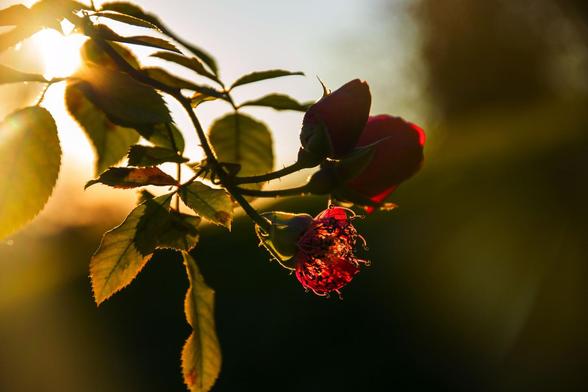 Rosen in der "Golden Hour"