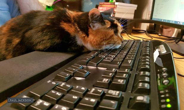 The photo shows a close-up of a calico cat named Maisy, resting on a computer keyboard. She has her little white chin resting on the centre of the keyboard and is completely relaxed. The picture is taken from the side emphasizing the keyboard and Maisy's position on it.

Maisy is a classic calico pattern with black, white, and orange patches. Her fur looks soft and fluffy. Her face is mostly looking up to the computer screen, with her head resting on the keys. Her body is laying off the desk and onto the lap of the laptops owner.

The standard computer keyboard with a black color scheme is positioned on a desk, and there are other objects visible in the background, including a computer monitor and some books.
