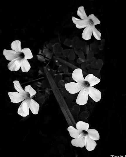 Oxalis