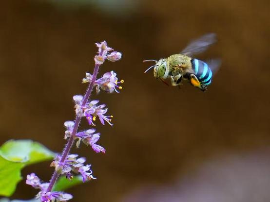 Blue-banded bees greatly benefited from creating green spaces to connect isolated patches of habitat. 
A blue-banded bee hovers near purple flowering plant 
Photograph: AjayTvm/Shutterstock