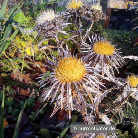 Silberdistel
