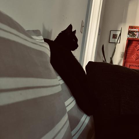 a black at rests vertically clinging to a couch cushion and looks out into the room