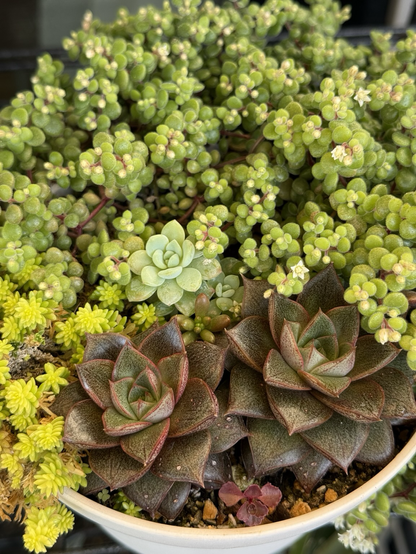 A container with Echeveria purposorum (大和錦), Crassula expansa, Sedum clavatum (center) and another sedum sold as “Golden Carpet” (left)