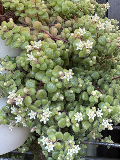 Closeup of Crassula expansa (ブロウメアナ)
