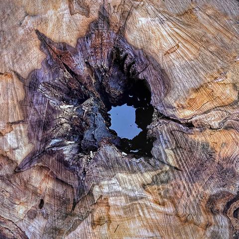 Looking straight down at the cut surface of a tree stump, with rings and saw marks, and a cavity in the heartwood where a tiny pool of water reflects blue sky. Square frame, completely filled with the subject.