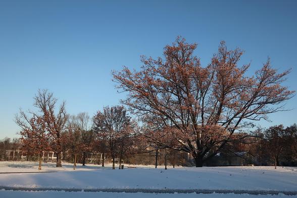 Schnewiese und Bäume mut buntem Laub