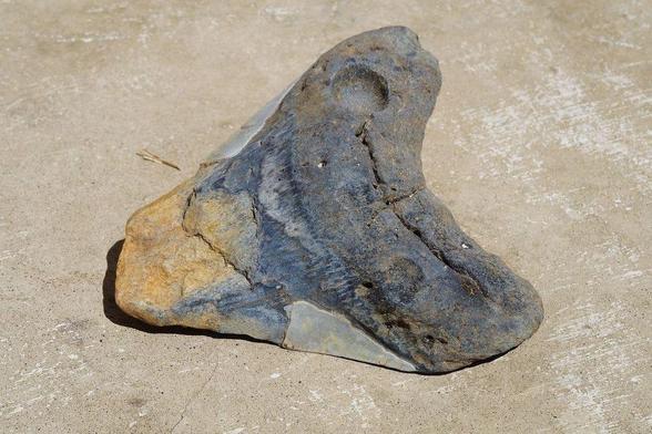 Dive into the Past! Let's Go Hunting for Megalodon Teeth in Florida's Gulf Coast