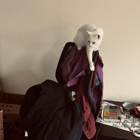 a cute white cat on the back of a chair that is covered with clothes is about to jump off