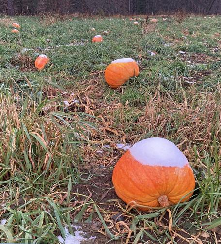 Snow-capped pumpkins in a field.