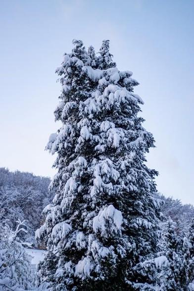 #tanne #winter #schnee