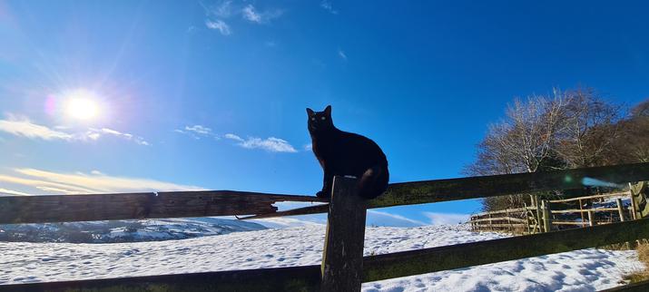 A black cat sitting on a wooden fence post. Behind him is a snow covered field and a deep blue sky. He's looking above the photographer, out into the distance like a serious model deep in thought, when in reality, he's a big soft silly Billy.
