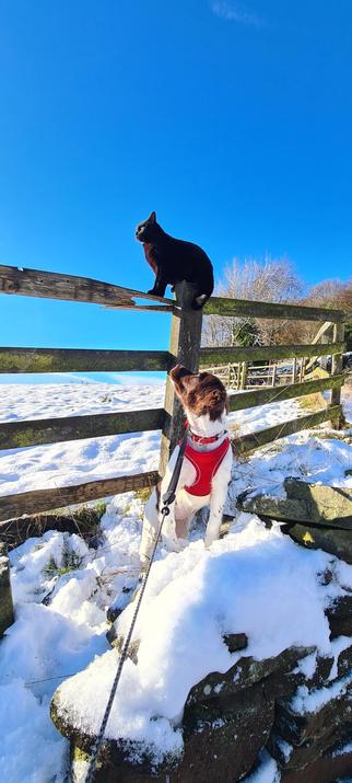 A vertical version of the previous shot reveals a springer spaniel puppy (brown head and ears, white body) sitting near the cat on the fence. Her head is twisted around and back so she can watch him. He's leaning his weight on a broken part of the fence. It does not look like it'll hold his weight...
