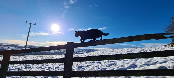 The cat from the previous pictures  is now walking across the horizontal fence railing. His body is low as his 3 brain cells work hard to keep his balance.