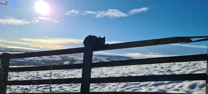 The cat reached his destination- the next fence post along. He's now sitting low and looking at the camera. He's mid yawn so his mouth is wide open and it looks like he's yelling with delight.